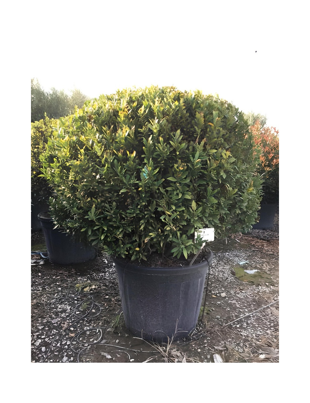 PRUNUS laurocerasus OTTO LUYKEN En pot forme boule