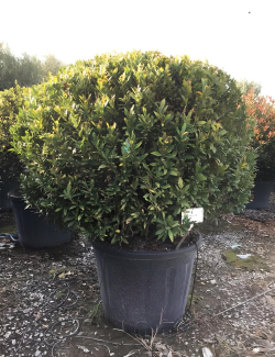 PRUNUS laurocerasus OTTO LUYKEN En pot forme boule