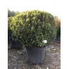 PRUNUS laurocerasus OTTO LUYKEN En pot forme boule