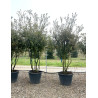 QUERCUS ilex En pot cépée remontée