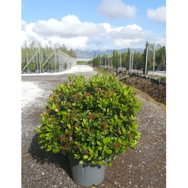 VIBURNUM tinus EVE PRICE En pot forme boule