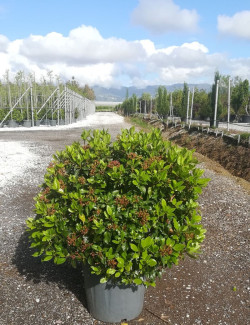 VIBURNUM tinus EVE PRICE En pot forme boule