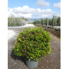 VIBURNUM tinus EVE PRICE En pot forme boule