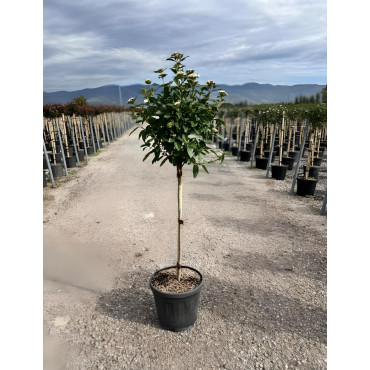 VIBURNUM tinus EVE PRICE En pot forme tige hauteur du tronc 090-110 cm