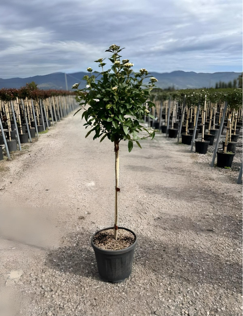 VIBURNUM tinus EVE PRICE En pot forme tige hauteur du tronc 090-110 cm VIBURNUM tinus EVE PRICE En pot forme tige hauteur du tronc 090-110 cm