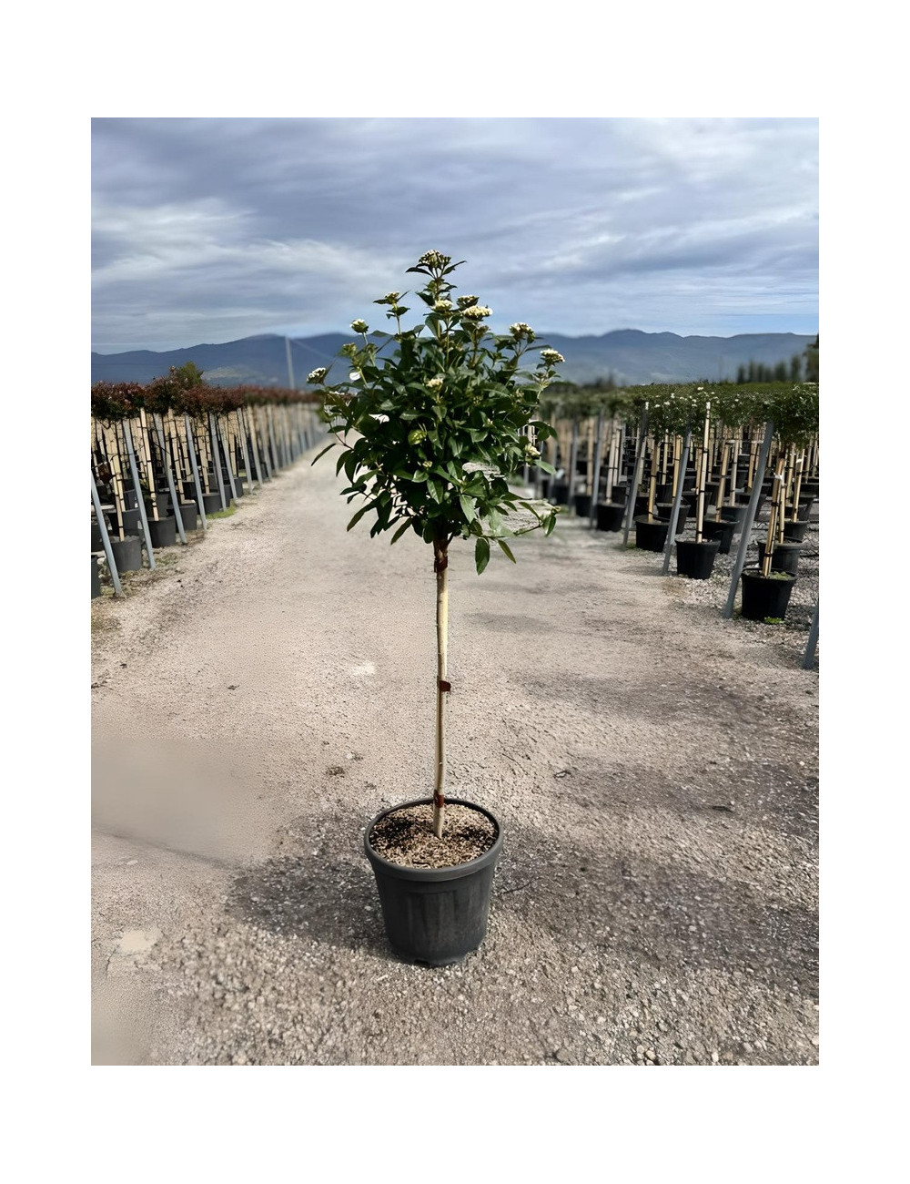 VIBURNUM tinus EVE PRICE En pot forme tige hauteur du tronc 090-110 cm