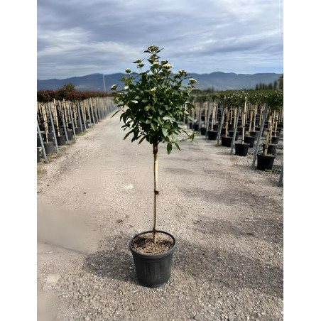 VIBURNUM tinus EVE PRICE En pot forme tige hauteur du tronc 090-110 cm