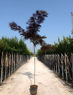 ALBIZIA julibrissin SUMMER CHOCOLATE En pot 30-35 litres tige hauteur du tronc 190-210 cm circonférence du tronc 08-10 cm