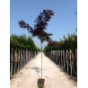 ALBIZIA julibrissin SUMMER CHOCOLATE En pot 30-35 litres tige hauteur du tronc 190-210 cm circonférence du tronc 08-10 cm