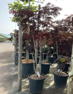 ALBIZIA julibrissin SUMMER CHOCOLATE En pot de 30-35 litres forme buisson