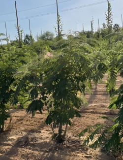 ALBIZIA julibrissin OMBRELLA Motte cépée hauteur 200-250 cm