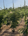 arbre-a-soie-ombrella-albizia-julibrissin-ombrella-14.jpg