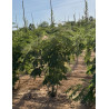 ALBIZIA julibrissin OMBRELLA Motte cépée hauteur 200-250 cm