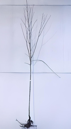 ACER pseudoplatanus En racines nues tige hauteur du tronc 190-210 cm circonférence du tronc 10-12 cm