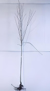 erable-sycomore-acer-pseudoplatanus-8.jpg