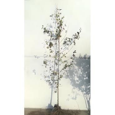 ALNUS cordata En racines nues tige hauteur du tronc 190-210 cm circonférence du tronc 10-12 cm