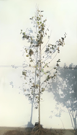 aulne-de-corse-alnus-cordata-3.jpg
