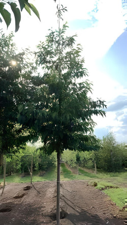 aulne-de-spaeth-alnus-spaethii-3.jpg