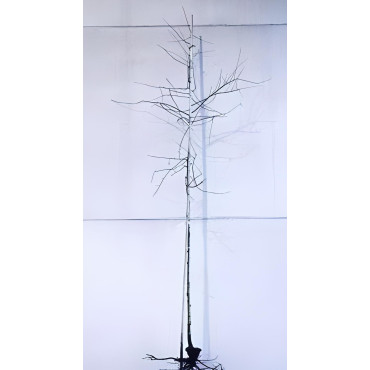 AMELANCHIER lamarckii En racines nues tige hauteur du tronc 190-210 cm circonférence du tronc 08-10 cm