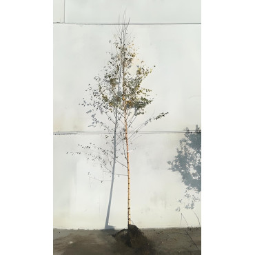 BETULA verrucosa ou pendula En racines nues tige branchue de la base de la base circonférence du tronc 10-12 cm