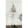 BETULA verrucosa ou pendula En racines nues tige branchue de la base de la base circonférence du tronc 10-12 cm