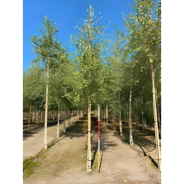 BETULA verrucosa ou pendula Motte biodégradable tige hauteur du tronc 190-210 cm circonférence du tronc 16-18 cm
