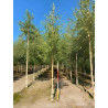 BETULA verrucosa ou pendula Motte biodégradable tige hauteur du tronc 190-210 cm circonférence du tronc 16-18 cm