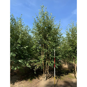 BETULA verrucosa ou pendula Motte biodégradable cépée hauteur 300-350 cm