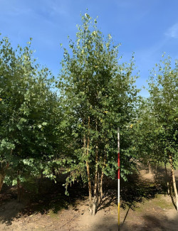 BETULA verrucosa ou pendula Motte cépée hauteur 300-350 cm