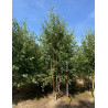 BETULA verrucosa ou pendula Motte biodégradable cépée hauteur 300-350 cm