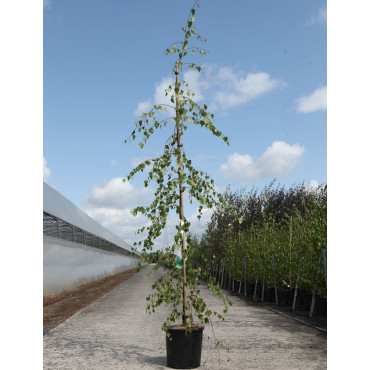 BETULA verrucosa YOUNGII En pot de 12-15 litres baliveau hauteur 150-200 cm