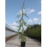 BETULA verrucosa YOUNGII En pot de 12-15 litres baliveau hauteur 150-200 cm