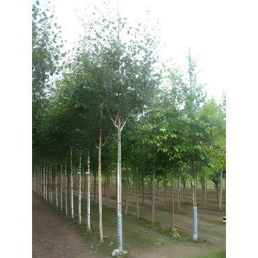 BETULA utilis Motte tige hauteur du tronc 190-210 cm circonférence du tronc 16-18 cm