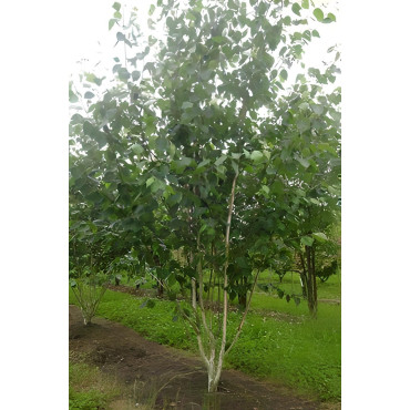 BETULA utilis Motte cépée hauteur 250-300 cm