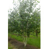 BETULA utilis Motte cépée hauteur 250-300 cm