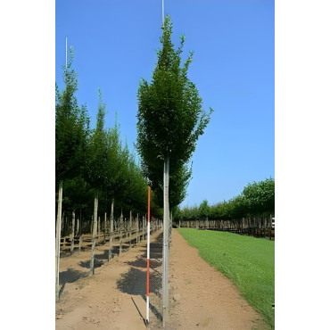 CARPINUS betulus FASTIGIATA Motte biodégradable tige hauteur du tronc 190-210 cm circonférence du tronc 16-18 cm