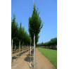 CARPINUS betulus FASTIGIATA Motte biodégradable tige hauteur du tronc 190-210 cm circonférence du tronc 16-18 cm
