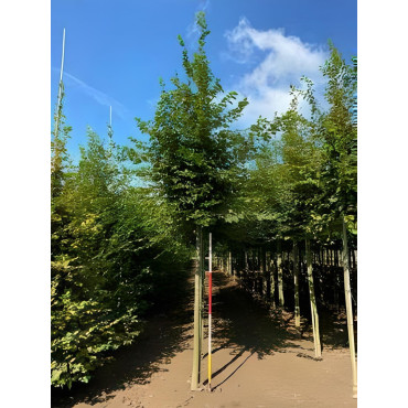 CARPINUS betulus Motte tige hauteur du tronc 190-210 cm circonférence du tronc 16-18 cm