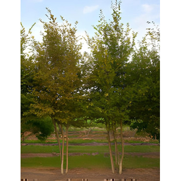 CARPINUS betulus Motte cépée hauteur 300-350 cm