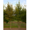 CARPINUS betulus Motte cépée hauteur 300-350 cm