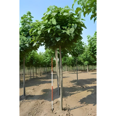 CATALPA bignonioides NANA Motte tige hauteur du tronc 190-210 cm circonférence du tronc 18-20 cm