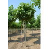 CATALPA bignonioides NANA Motte tige hauteur du tronc 190-210 cm circonférence du tronc 18-20 cm