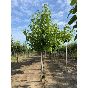 CATALPA bignonioides Motte tige hauteur du tronc 190-210 cm circonférence du tronc 18-20 cm