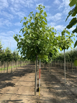 CATALPA bignonioides Motte tige hauteur du tronc 190-210 cm circonférence du tronc 18-20 cm