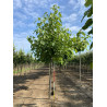 CATALPA bignonioides Motte tige hauteur du tronc 190-210 cm circonférence du tronc 18-20 cm