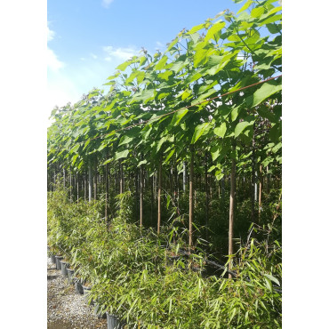 CATALPA bignonioides En pot de 30-35 litres tige hauteur du tronc 190-210 cm circonférence du tronc 10-12 cm