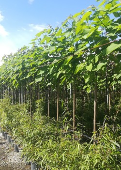 CATALPA bignonioides En pot de 30-35 litres tige hauteur du tronc 190-210 cm circonférence du tronc 10-12 cm