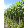 CATALPA bignonioides En pot de 30-35 litres tige hauteur du tronc 190-210 cm circonférence du tronc 10-12 cm