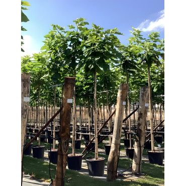 CATALPA bignonioides En pot de 50-70 litres tige hauteur du tronc 190-210 cm circonférence du tronc 14-16 cm