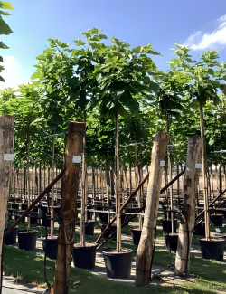 CATALPA bignonioides En pot de 50-70 litres tige hauteur du tronc 190-210 cm circonférence du tronc 14-16 cm